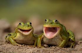 frogs