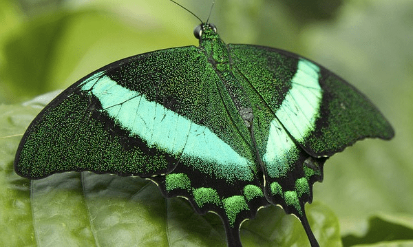 green butterfly