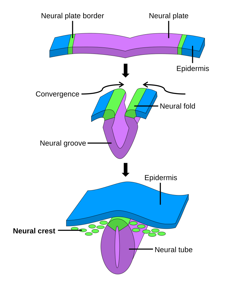 Neural_crest.svg