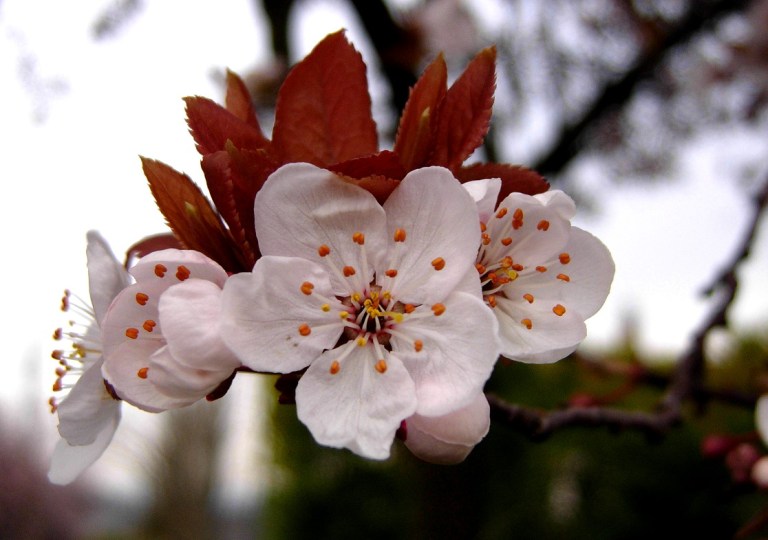 Plum-tree-blossoms-Wallpaper-3