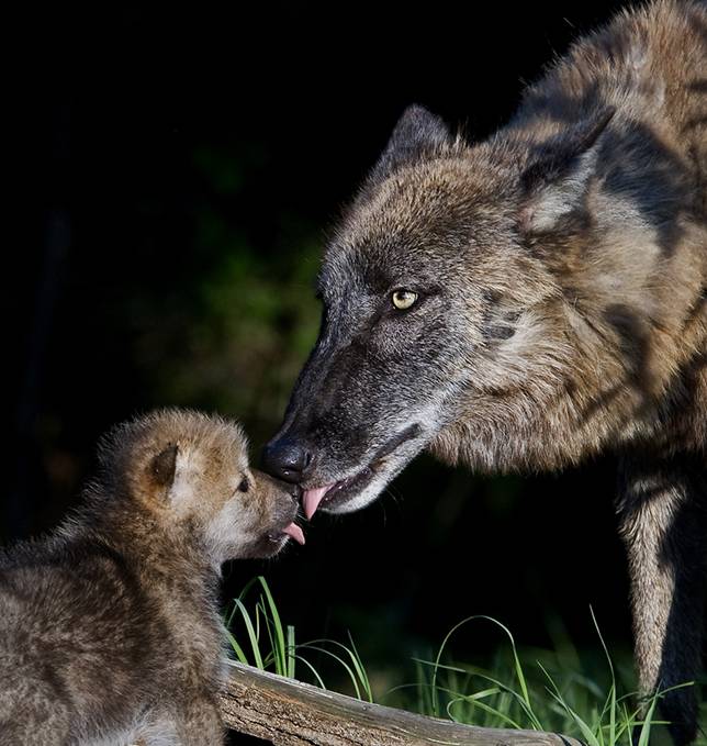 wolf-mom-cub-lick