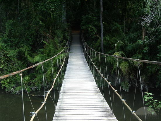 suspension-bridge-into-the-jungle-nakhon-nayok