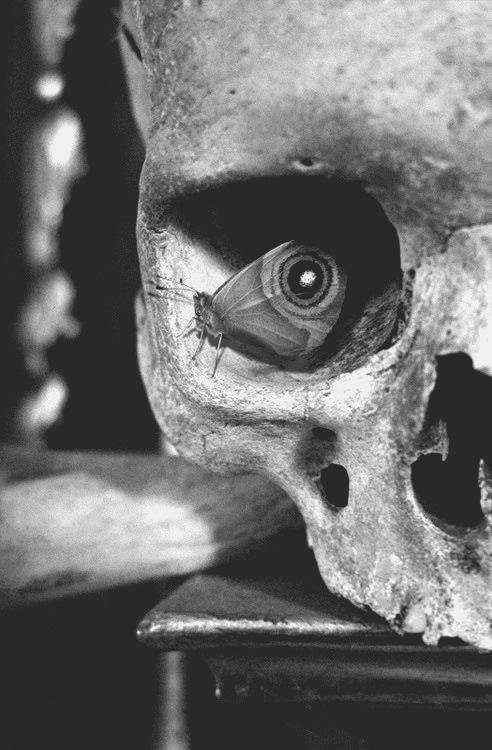 tumblr_mk4njnN00C1s7ehp0o1_500