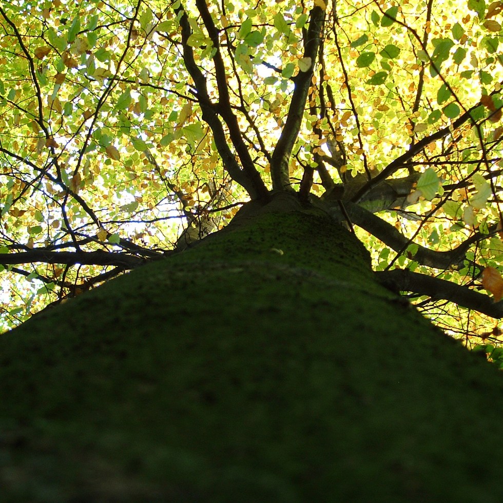 dreamstimefree_322149