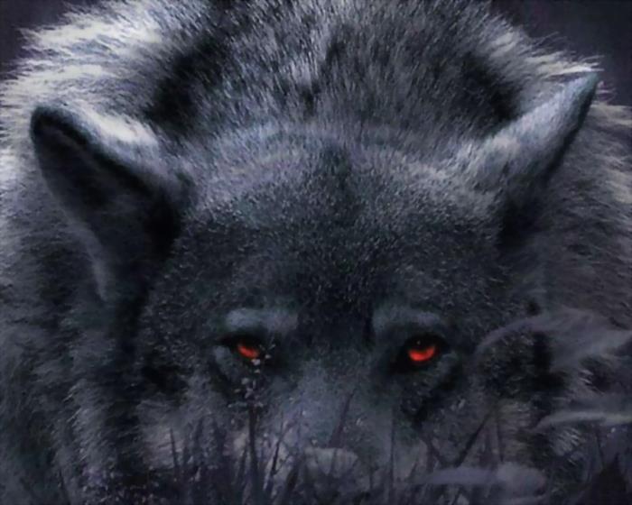 Black Wolf with red eyes