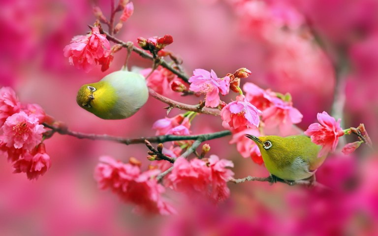 birds-cherry-blossom