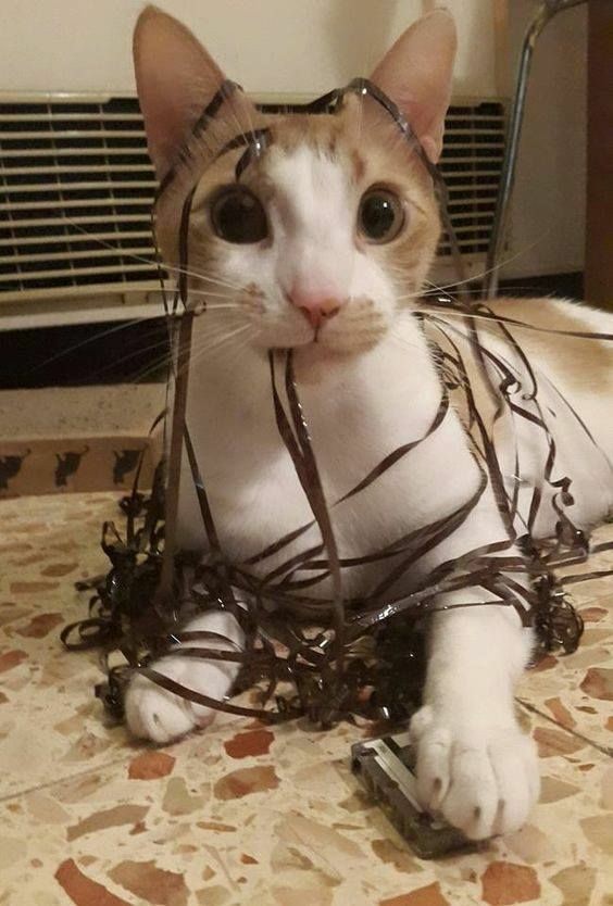 7287604107a9eb941fffeb530242d31f